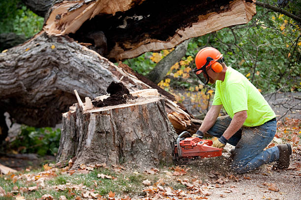 Best Emergency Tree Service  in Twisp, WA